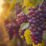 Virgin Vins: Célébrer 25 ans