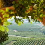 Découvrez la chaleur hivernale au pays du Cognac