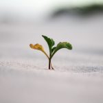 overnight growth